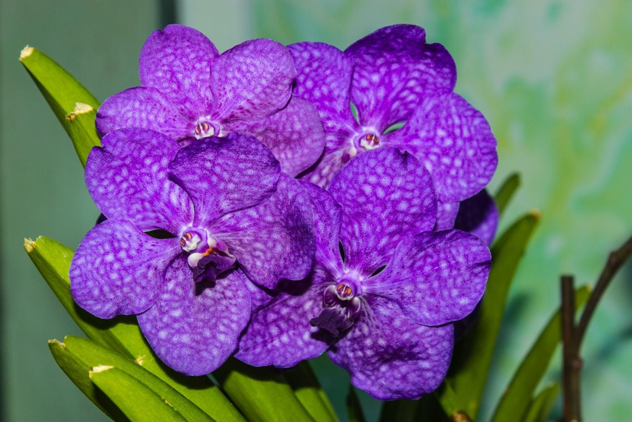 Орхидея Ванда бабочка