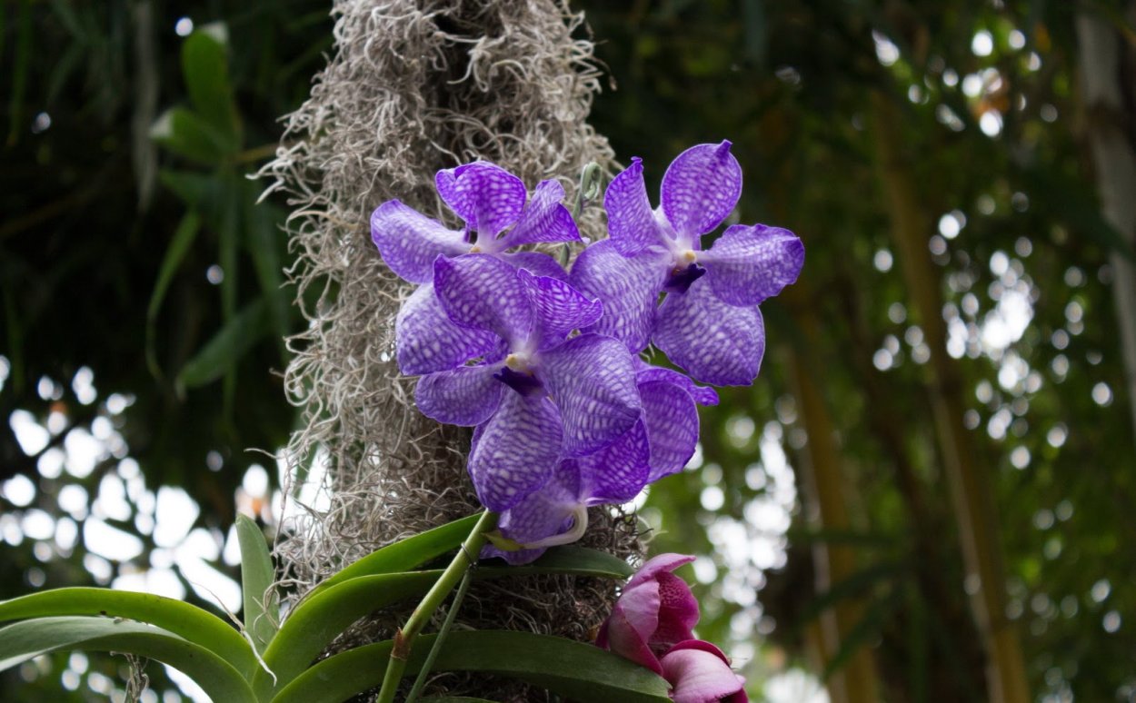 Орхидея Ванда "Экзотик Пурпл"