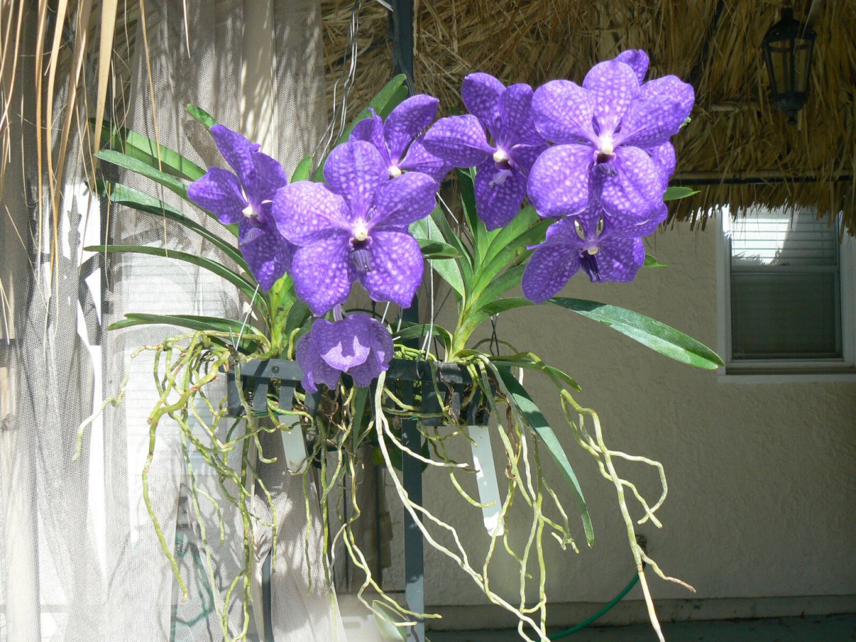 Орхидея Vanda Pachara Delight