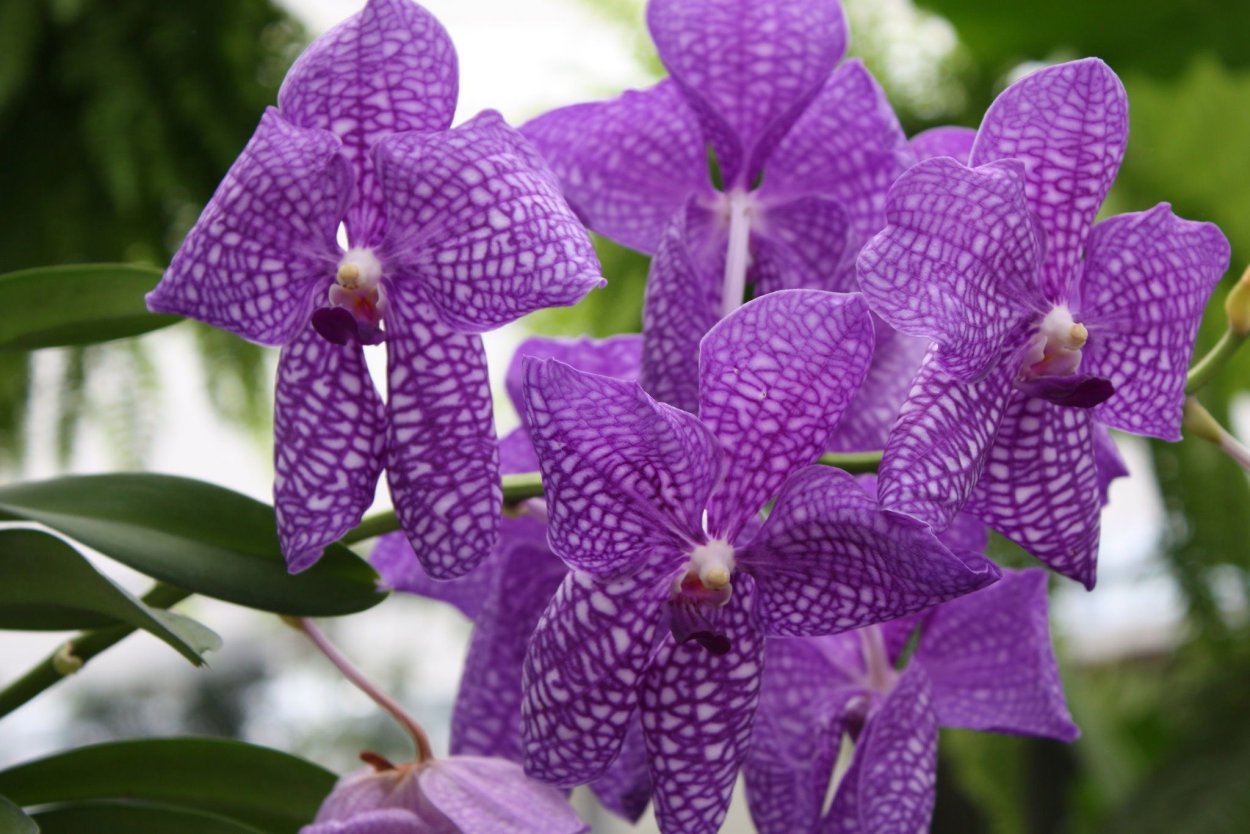 Орхидея Ванда сиреневая