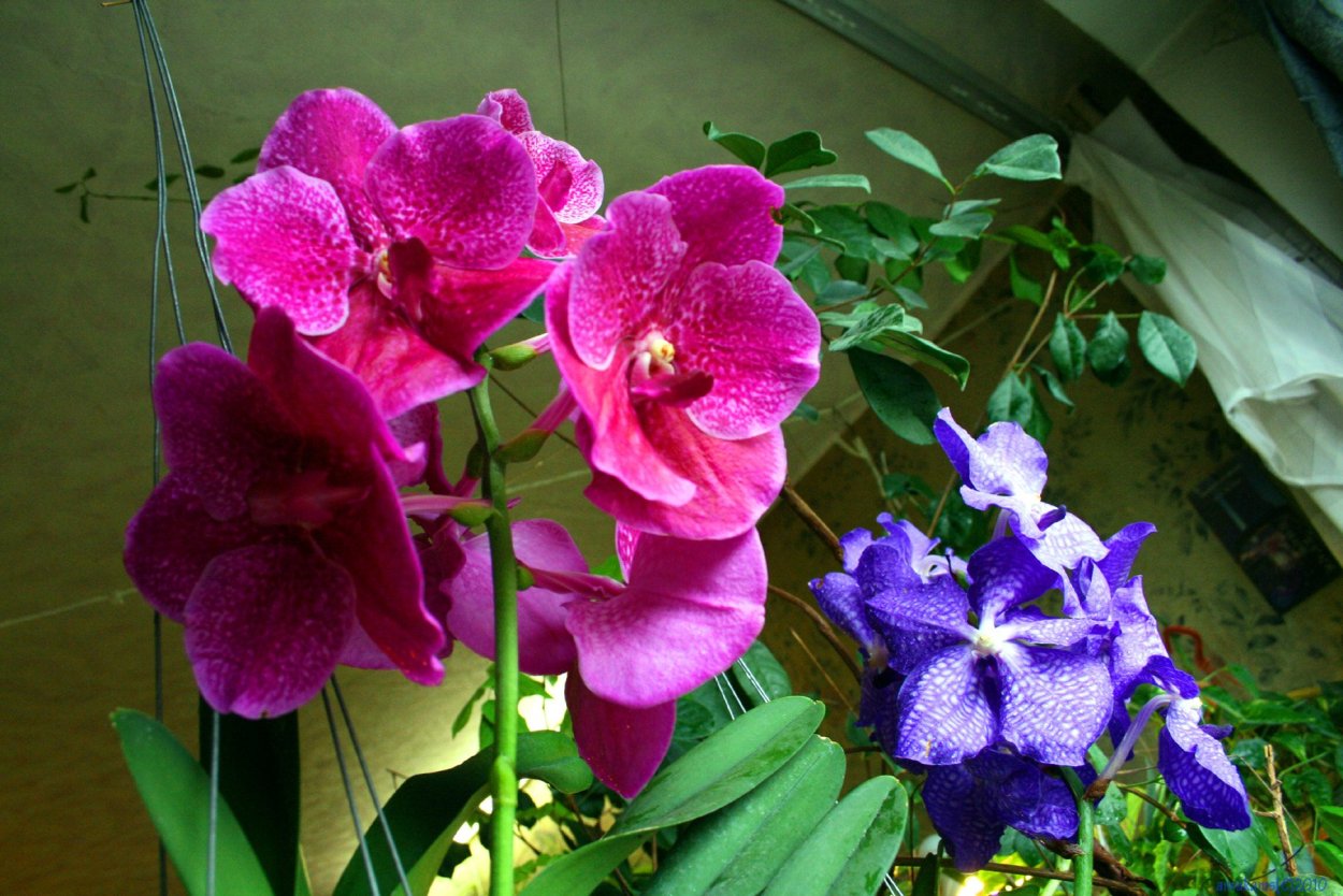 Орхидея Ванда Блю Мэджик