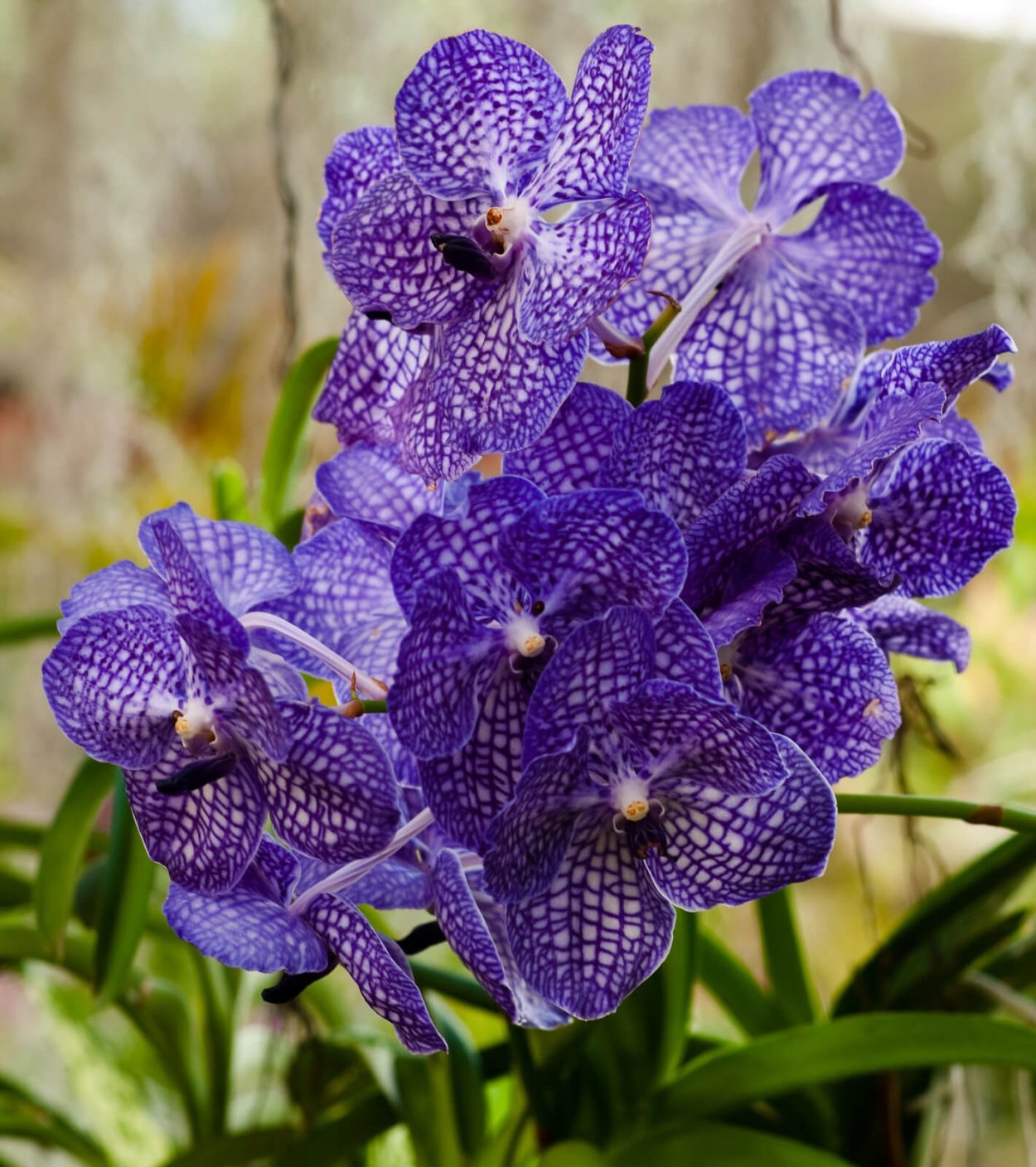 Орхидея Ванда голубая