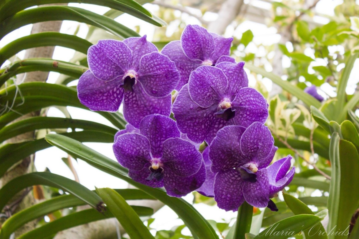 Орхидея Ванда голубая