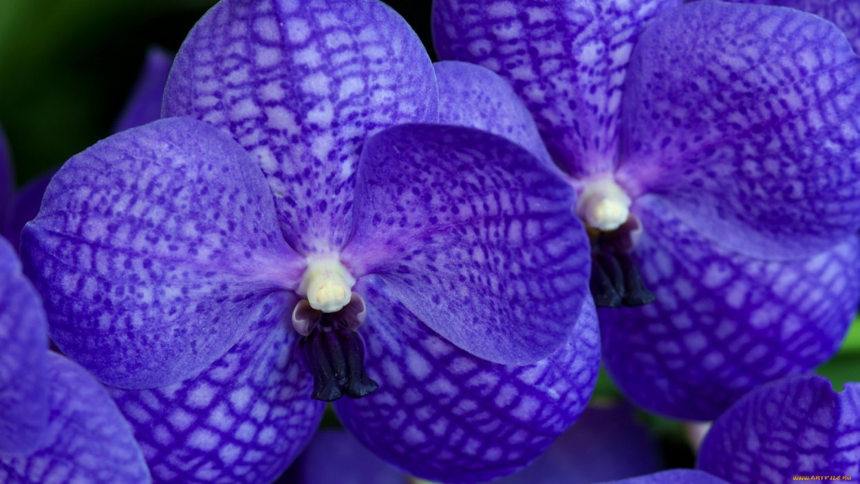 Орхидея Ванда фиолетовая