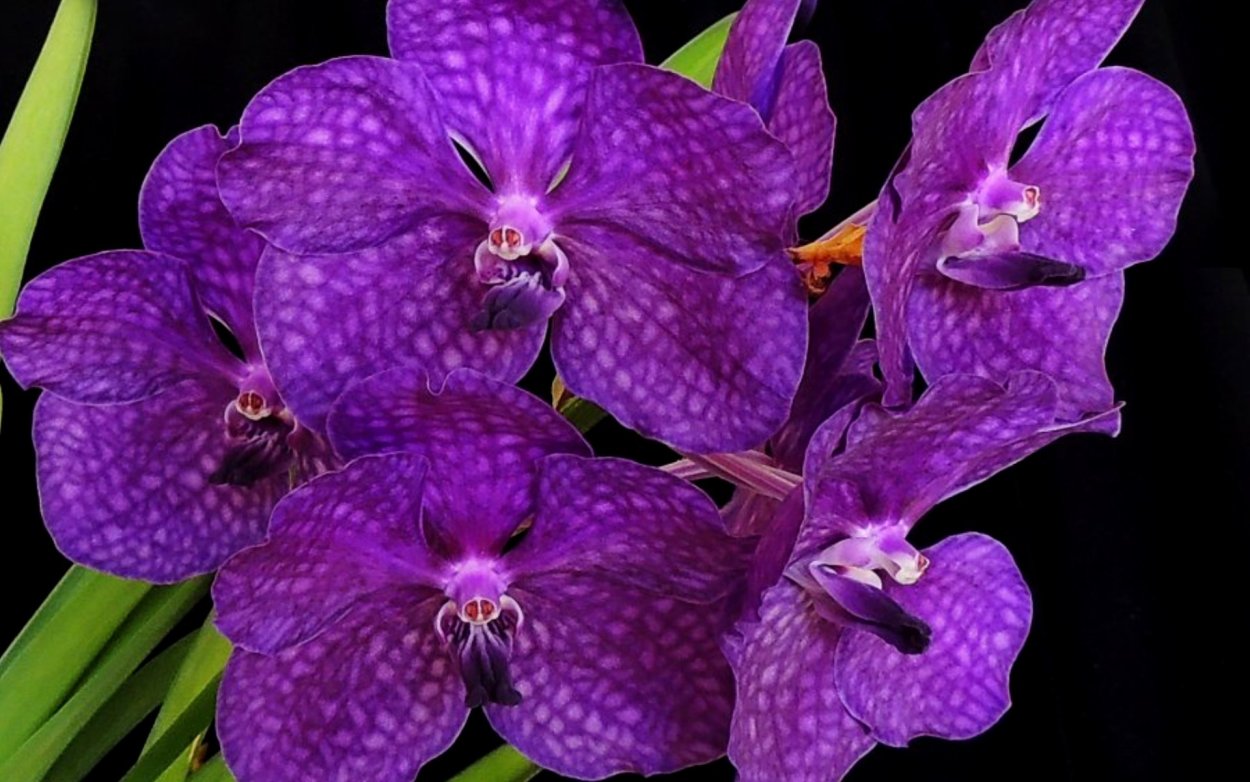 Орхидея Ванда сиреневая