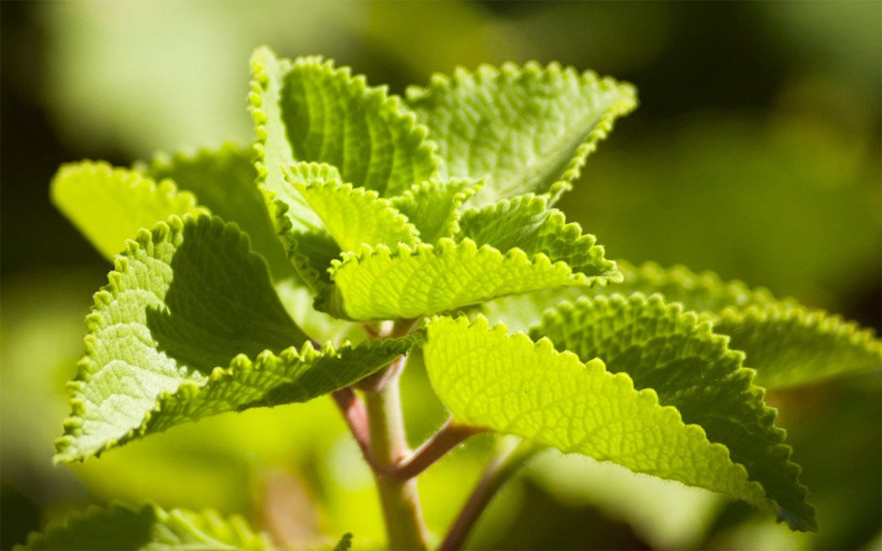 Плектрантус амбонский