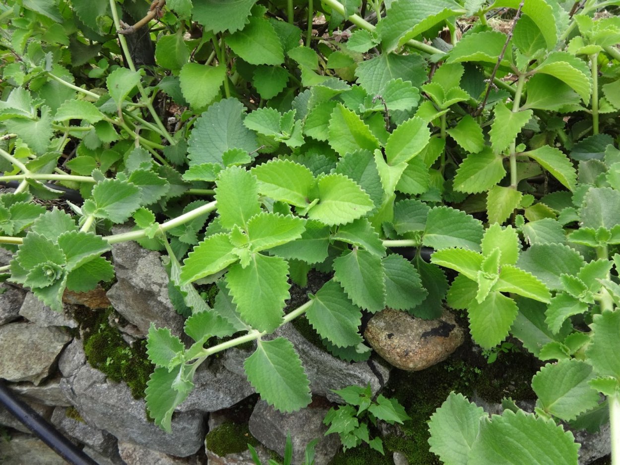 Плектрантус кустарниковый