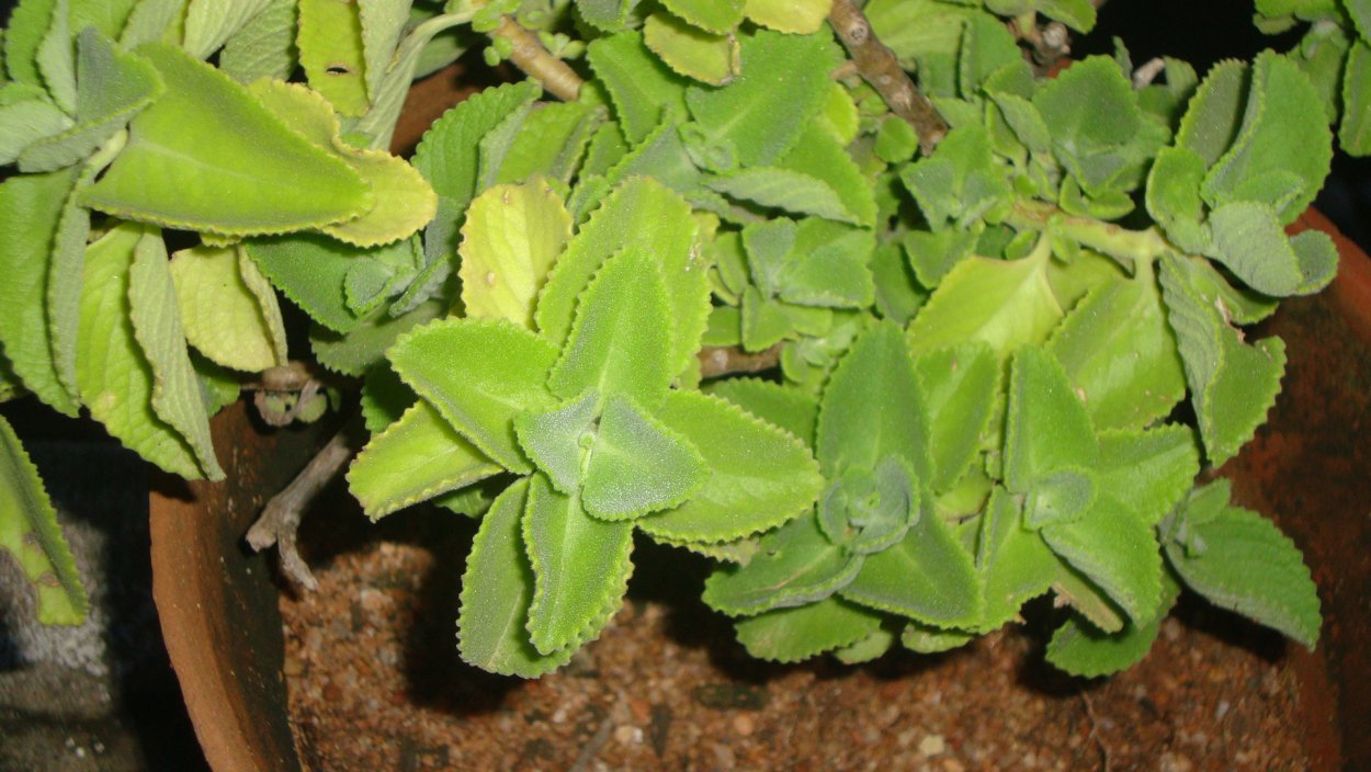 Плектрантус verticillatus