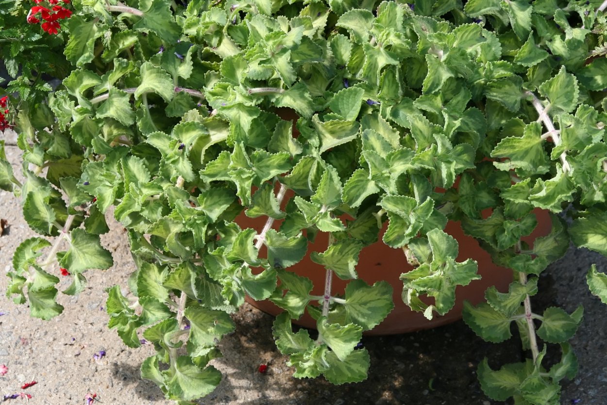 Плектрантус Кубано орегано вариегатный