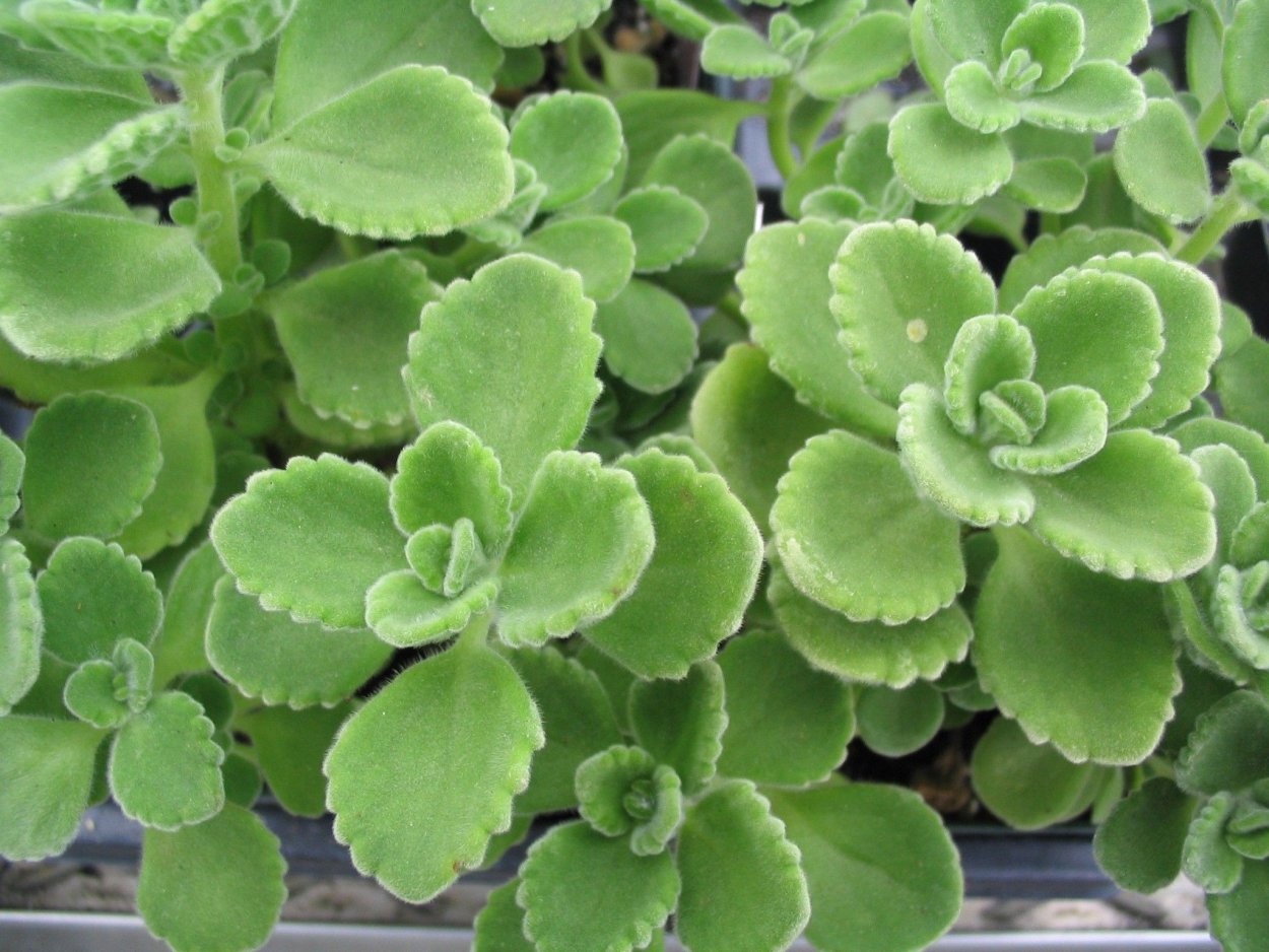 Плектрантус амбонский