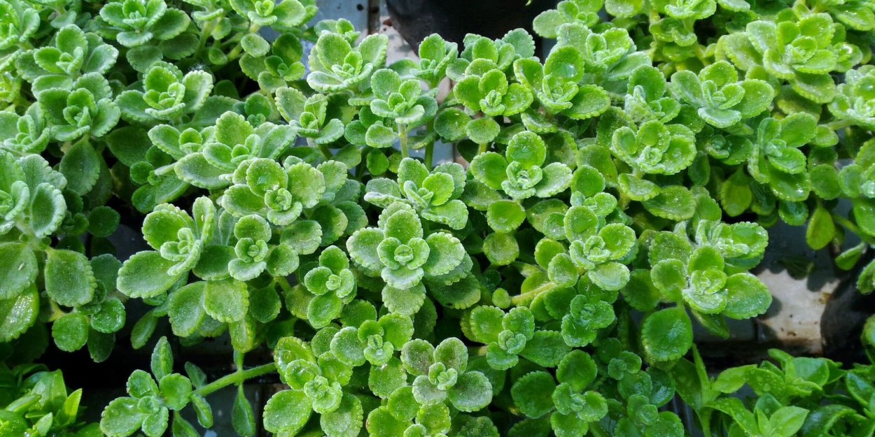Plectranthus amboinicus Green