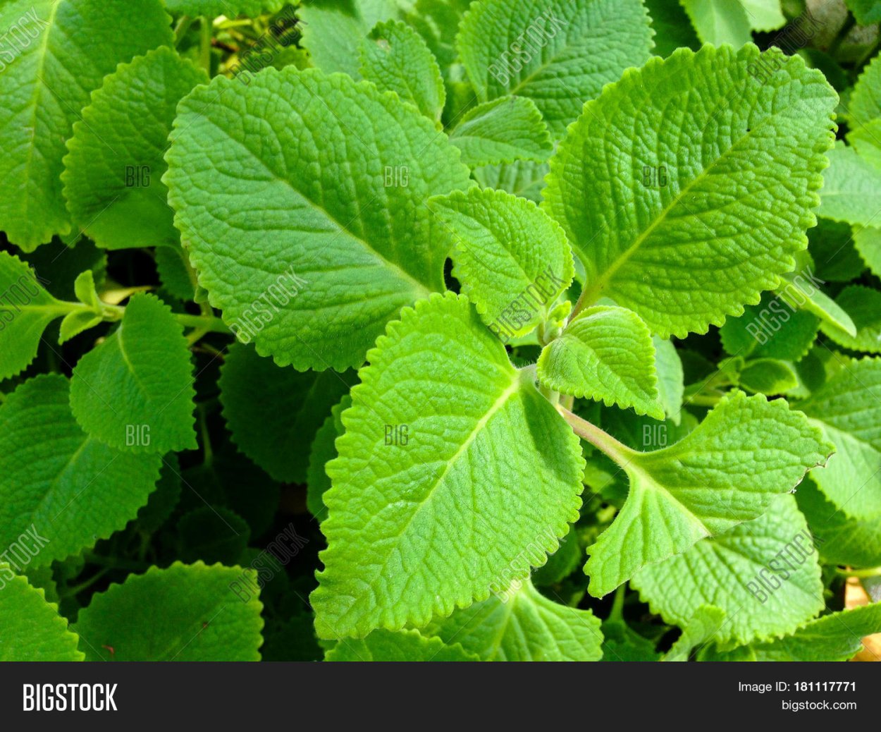 Плектрантус шпороцветник