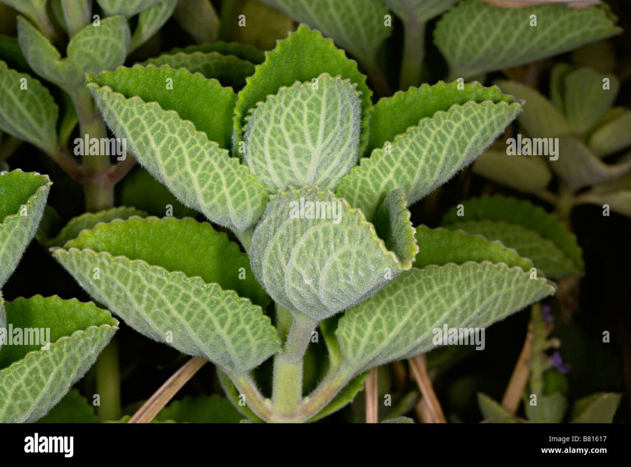 Plectranthus amboinicus albomarginata