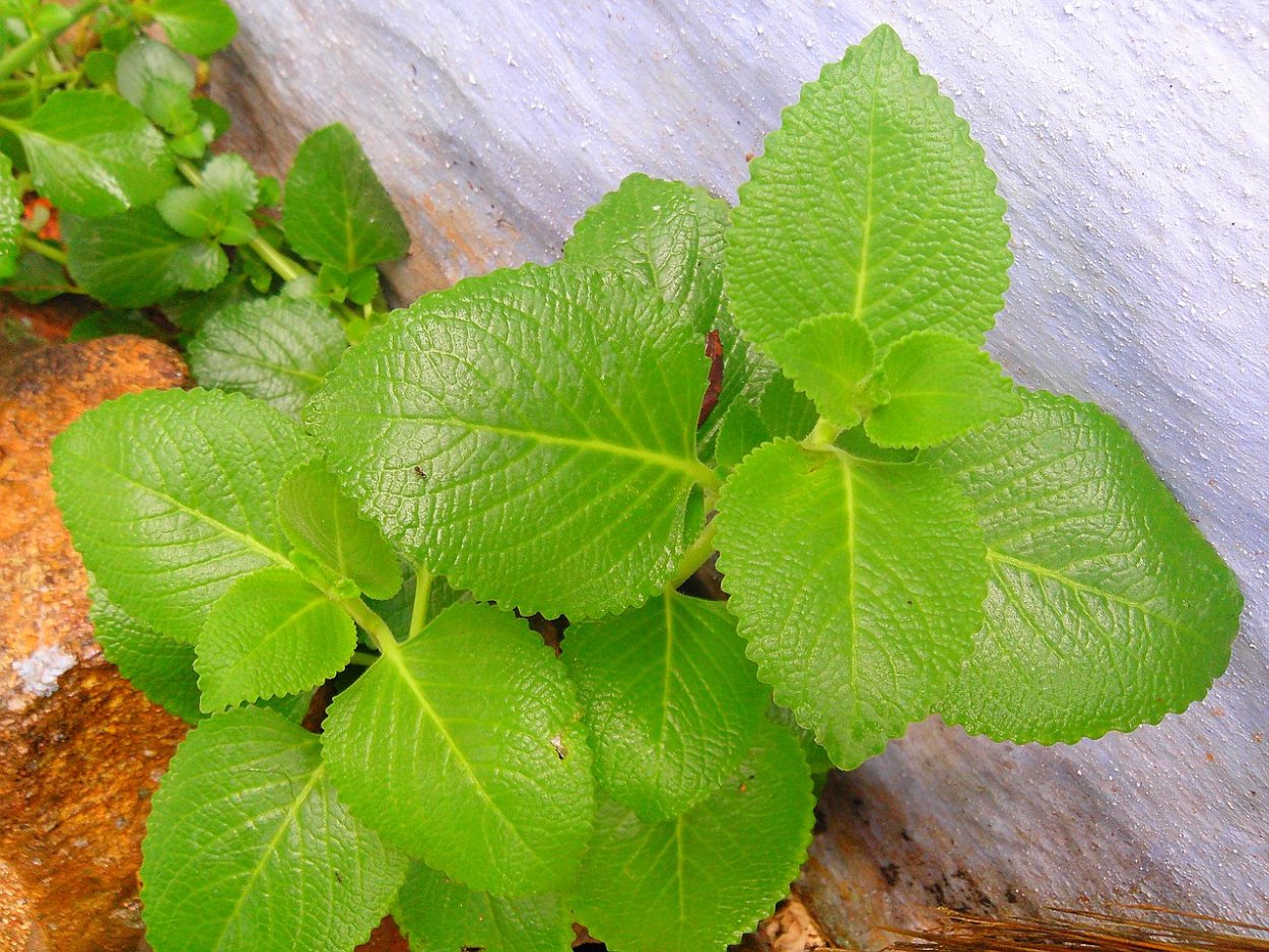 Мятные растения с толстыми листьями