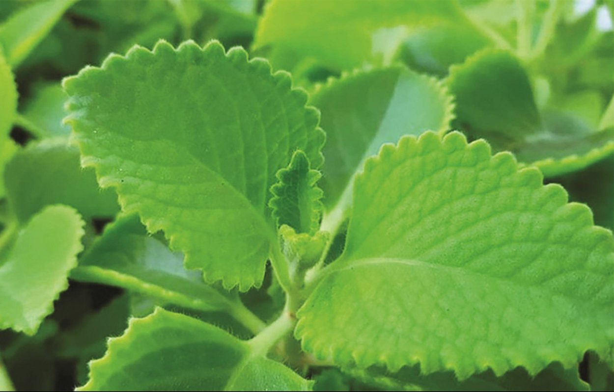 Плектрантус Golden Ruffles