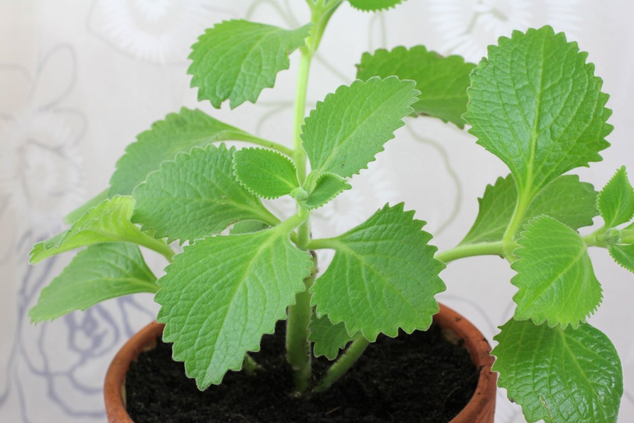 Плектрантус амбоиникус