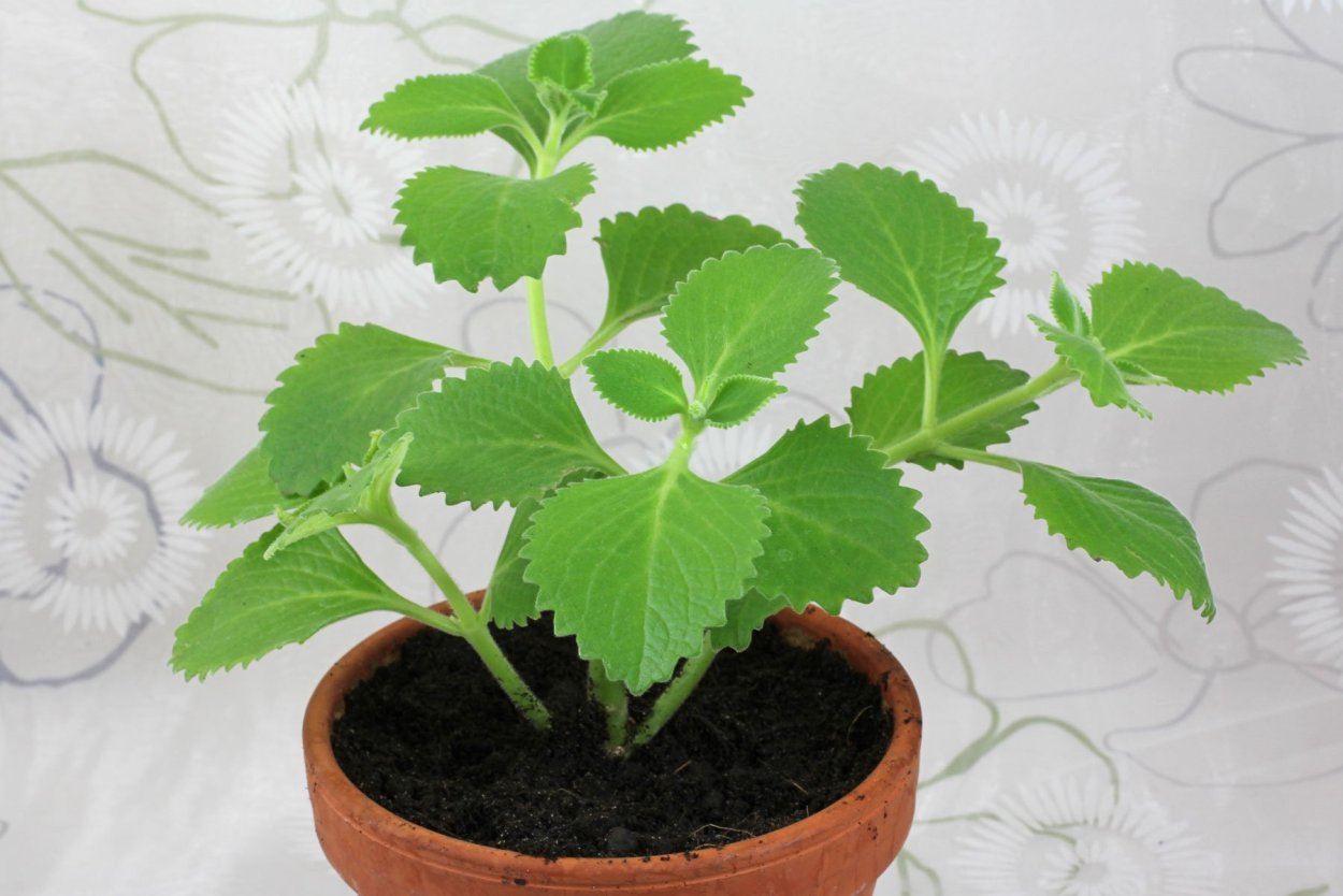 Плектрантус Кубано орегано