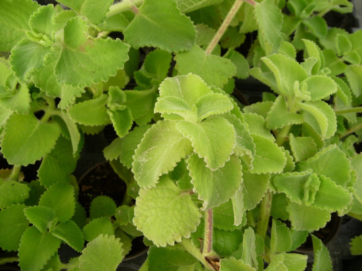 Плектрантус амбоинский