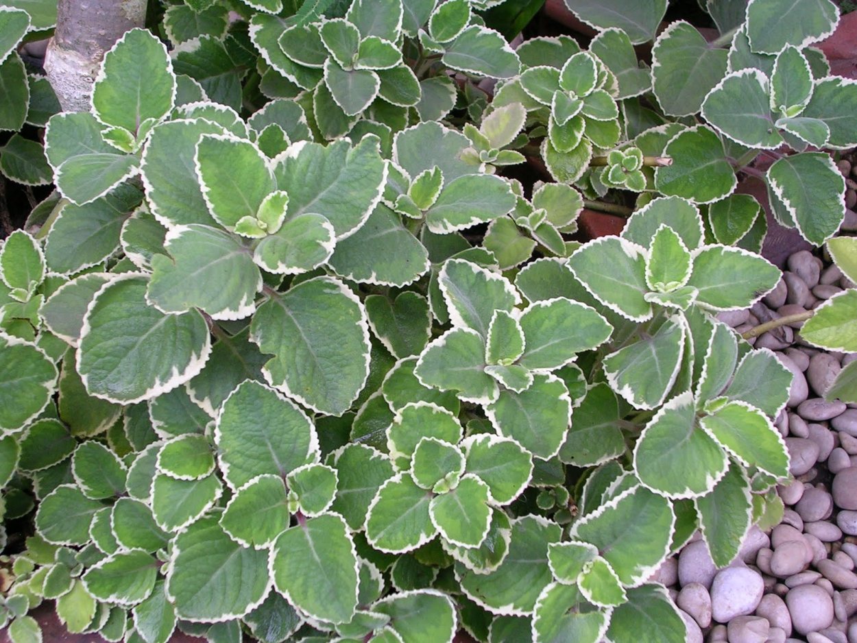 Сабвуфер FBT LS 61a