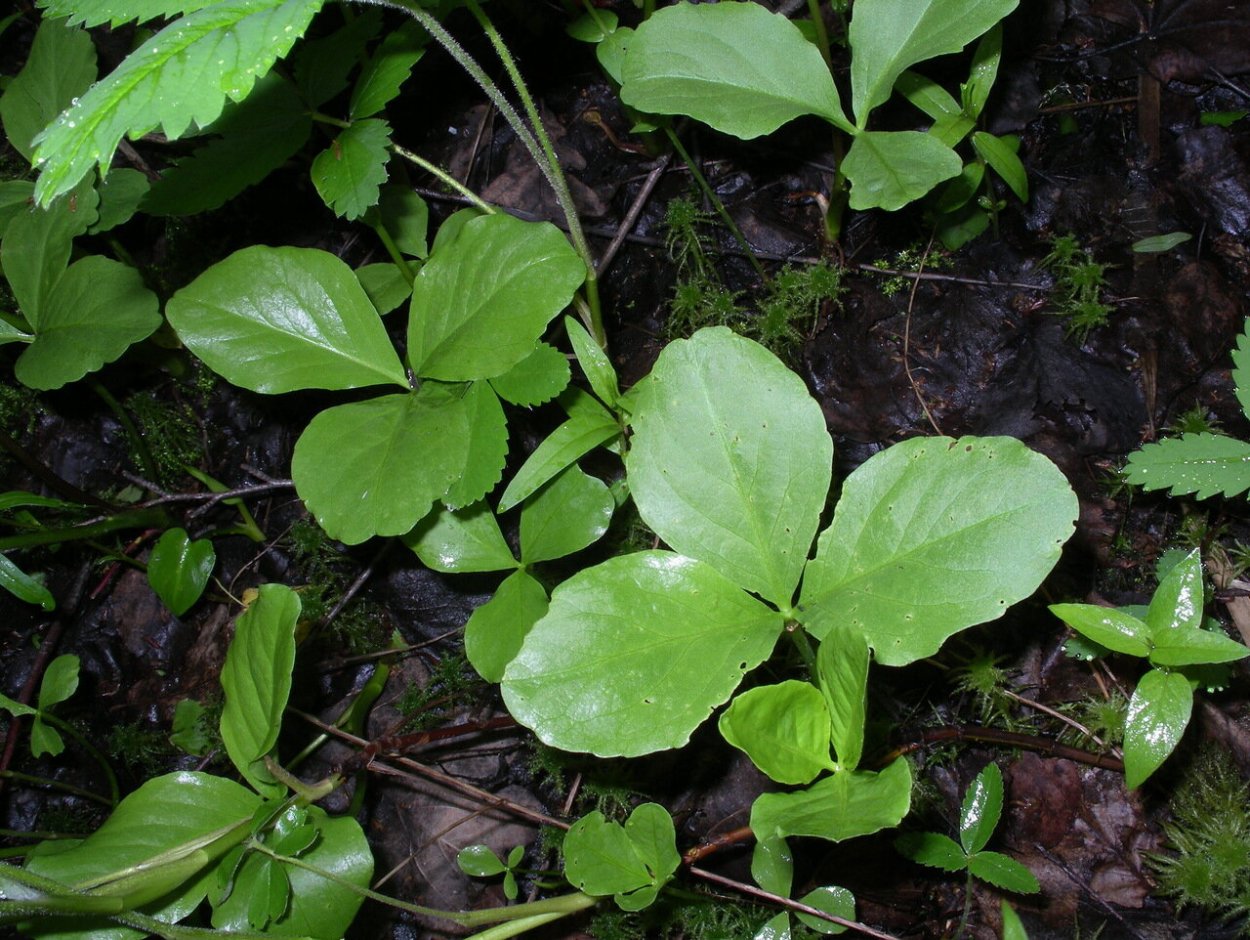 Трехлистное растение Болотное