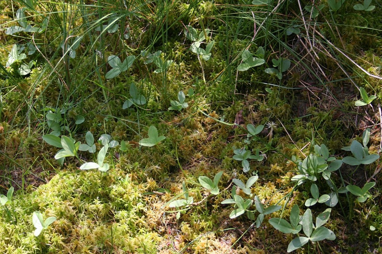 Вахта трехлистная