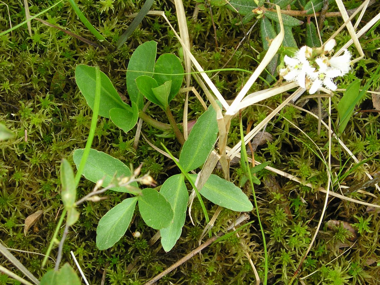 Вахта трехлистная сроки сбора посадочного материала