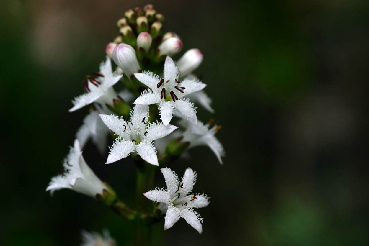 Вахту (Menyanthes trifoliata
