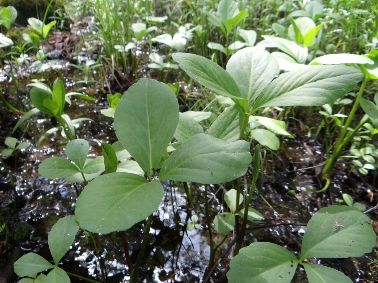 Трилистник трифоль Болотная