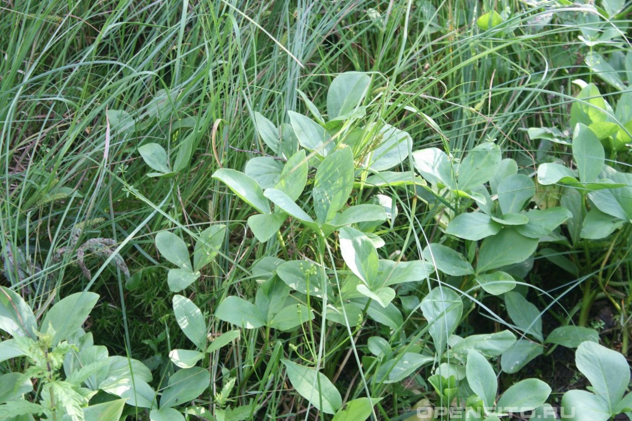 Вахта трехлистная Фармакогнозия