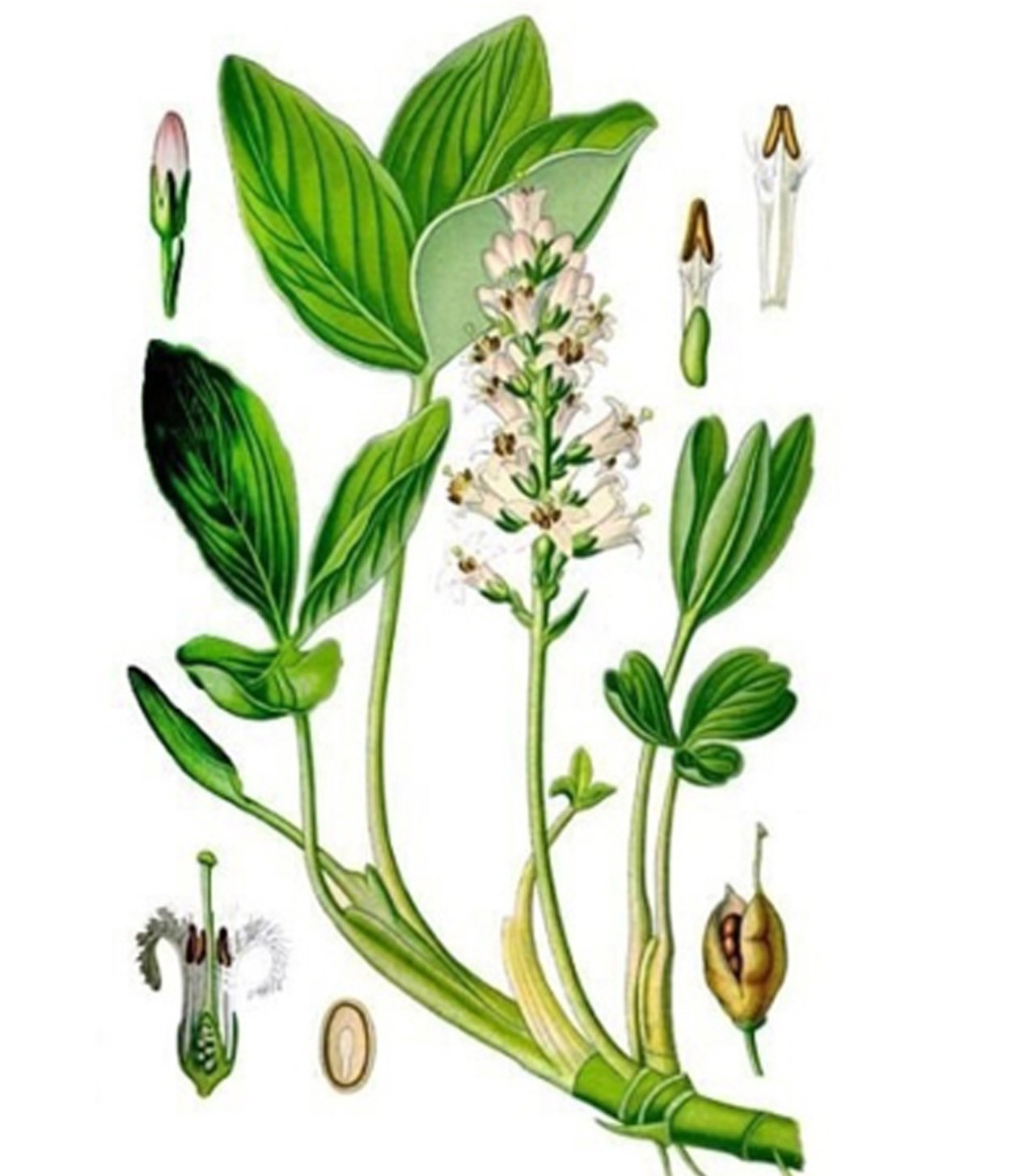 Вахта трехлистная