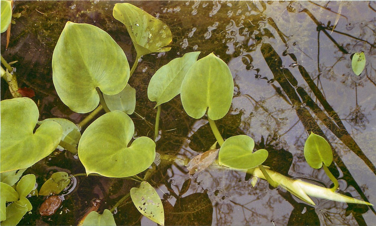 Вахта трехлистная (трифоль, бобовник)