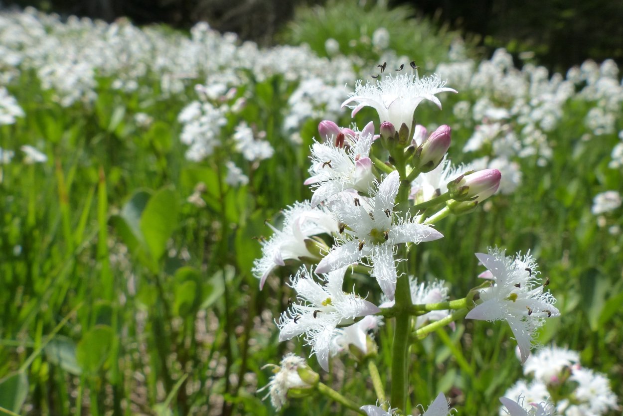 Вахту (Menyanthes trifoliata
