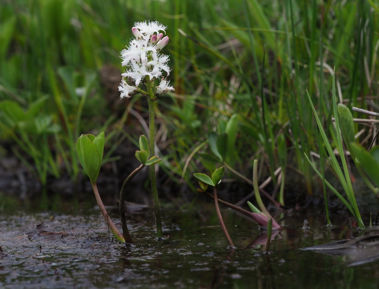 Трифоль вахта трехлистная