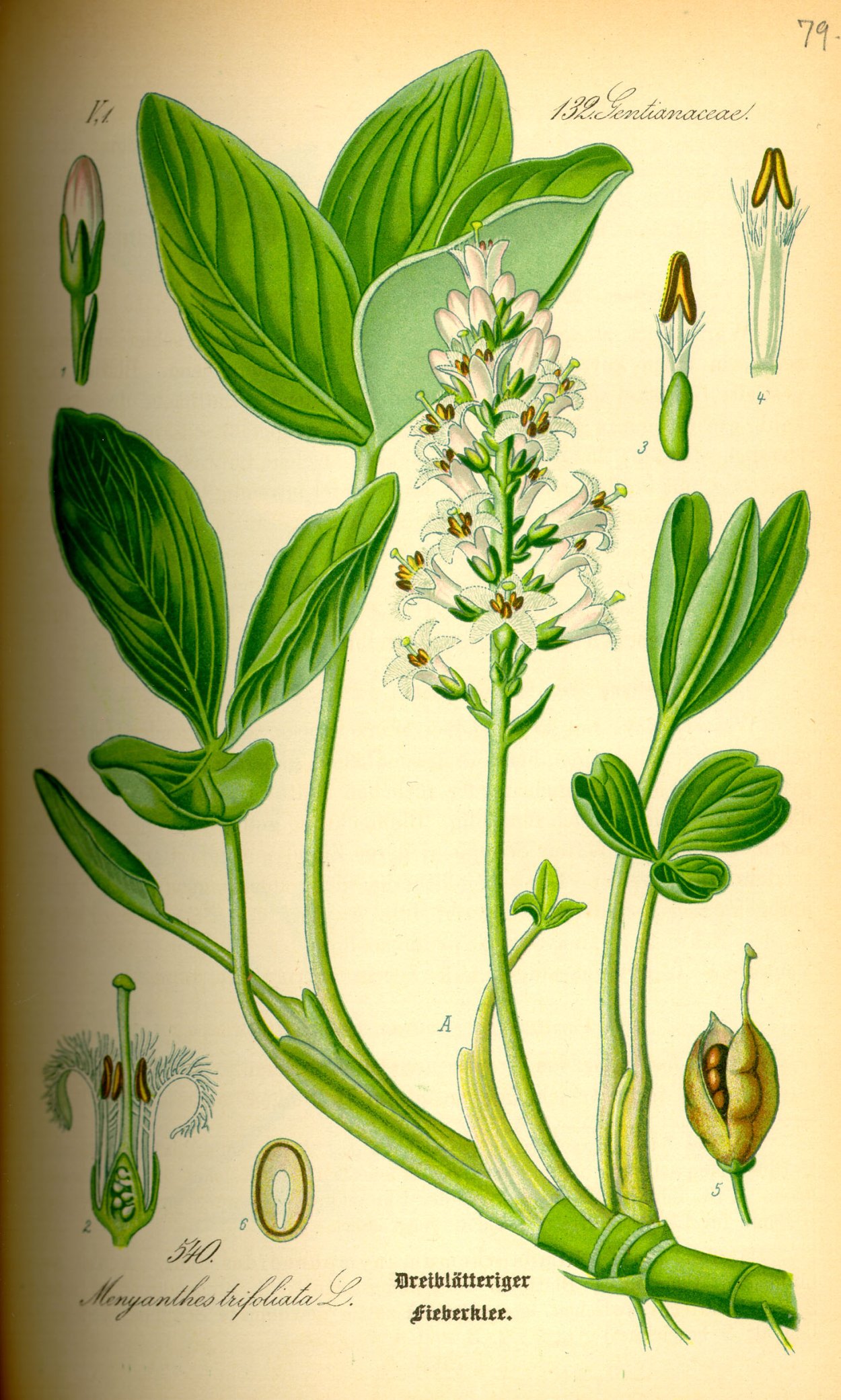 Вахту (Menyanthes trifoliata