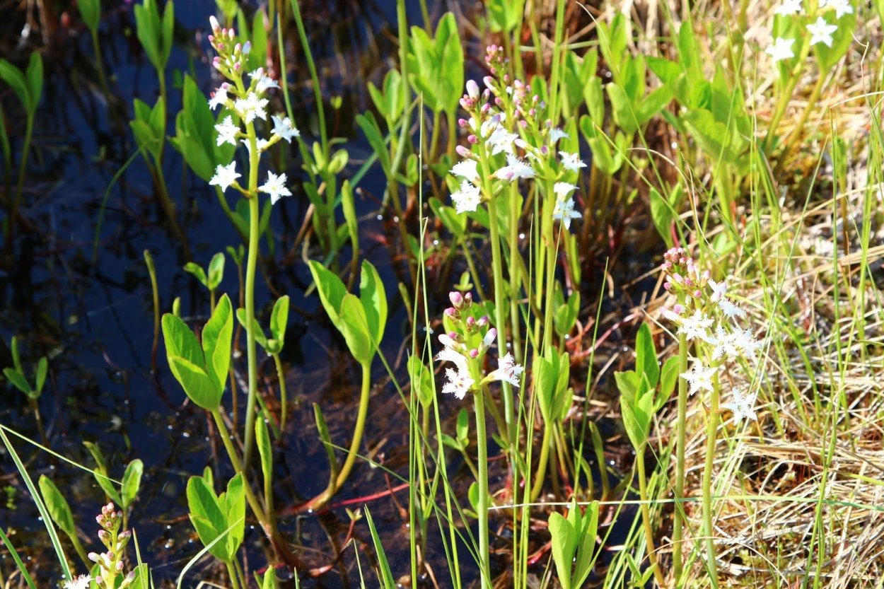 Вахта Болотная трёхлистная