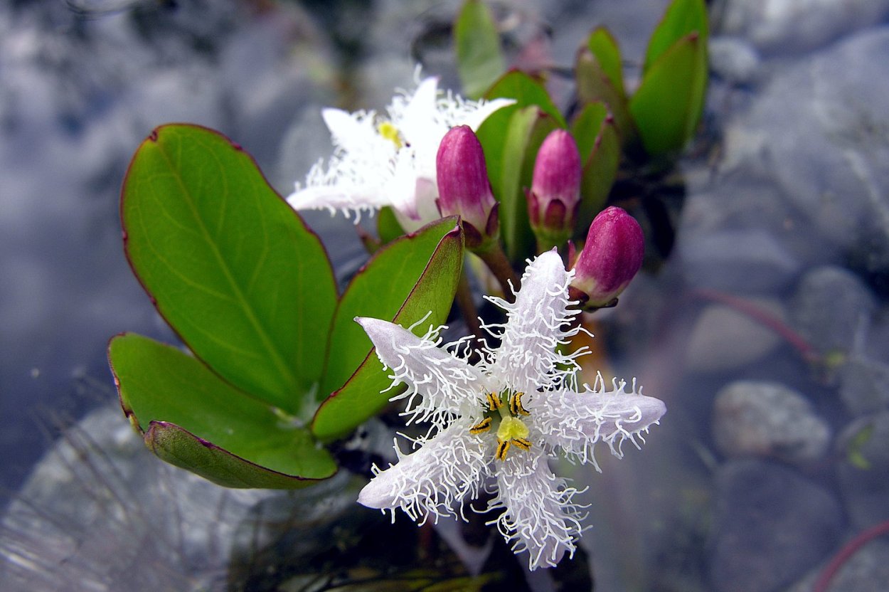 Трёхлистка Болотная