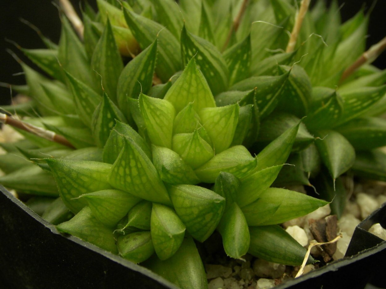 Хавортия cymbiformis