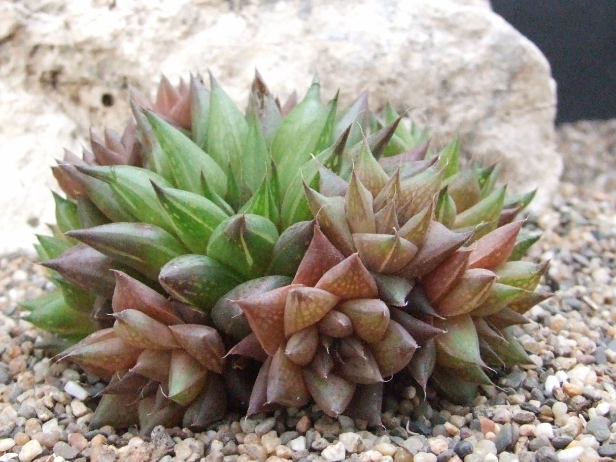 Хавортия cymbiformis