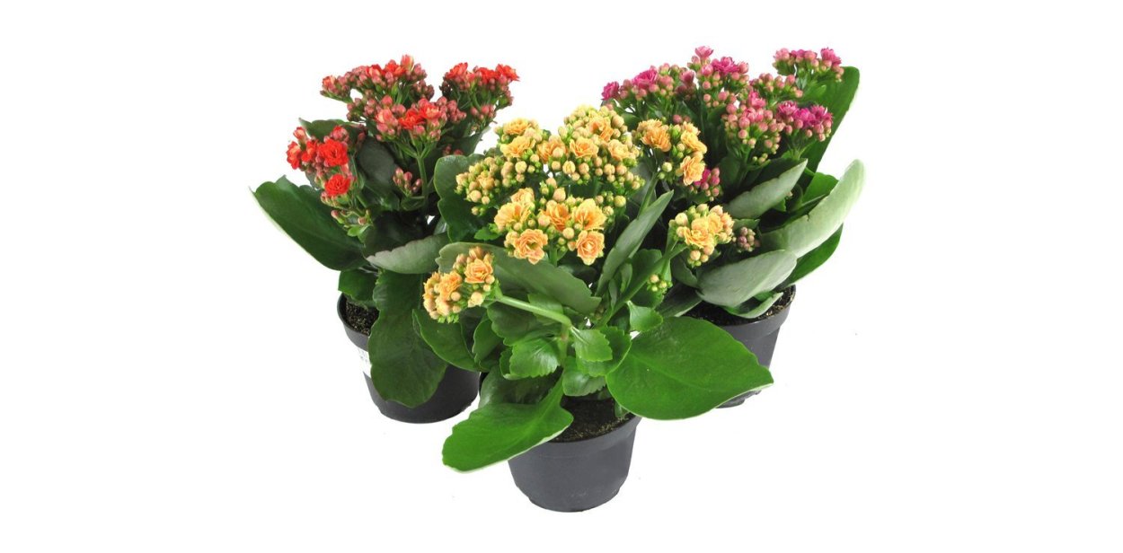 Каланхоэ цветок белый