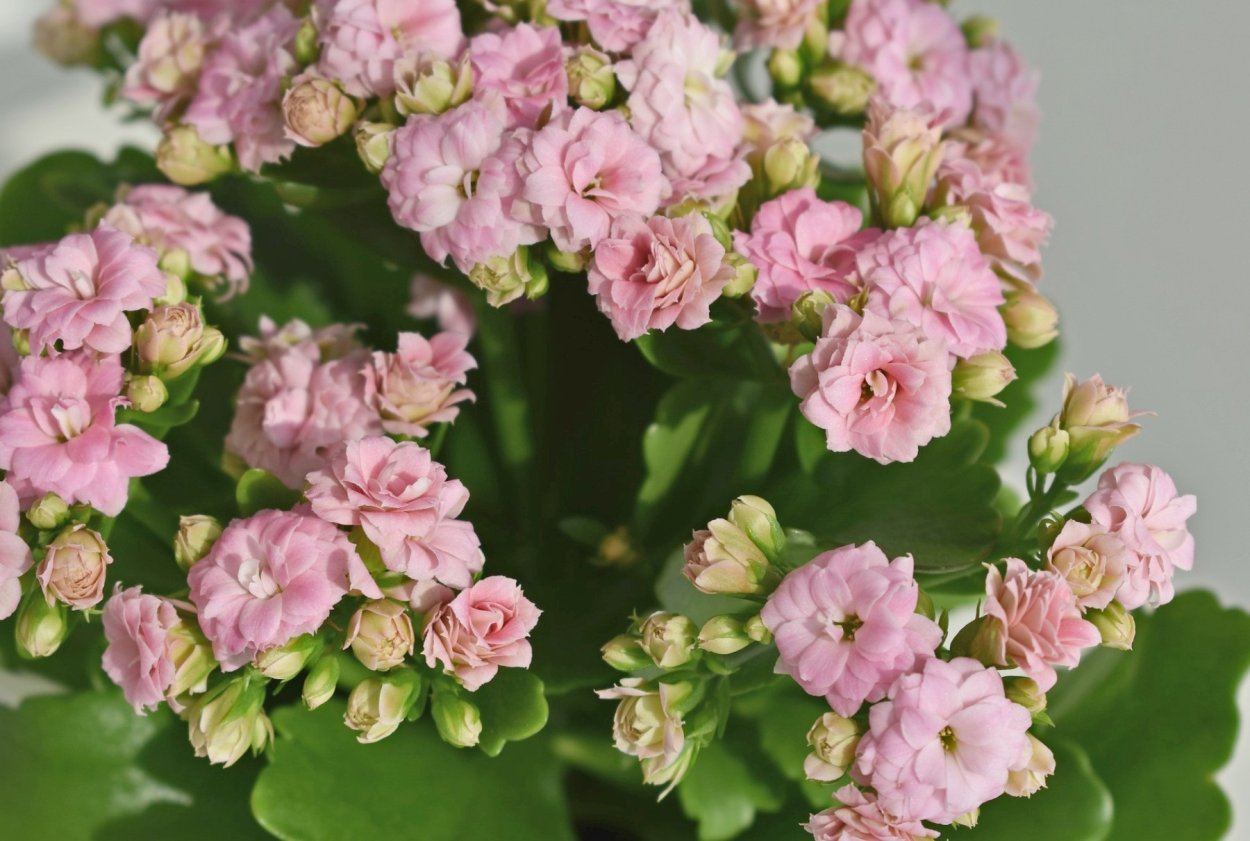 Каланхоэ желтый