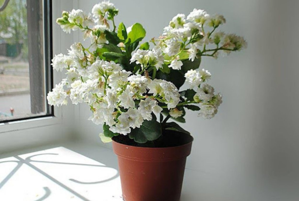 Каланхоэ Блоссфельда оранжевый