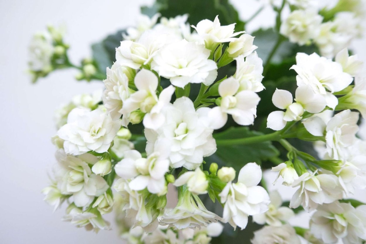 Каланхоэ каландива