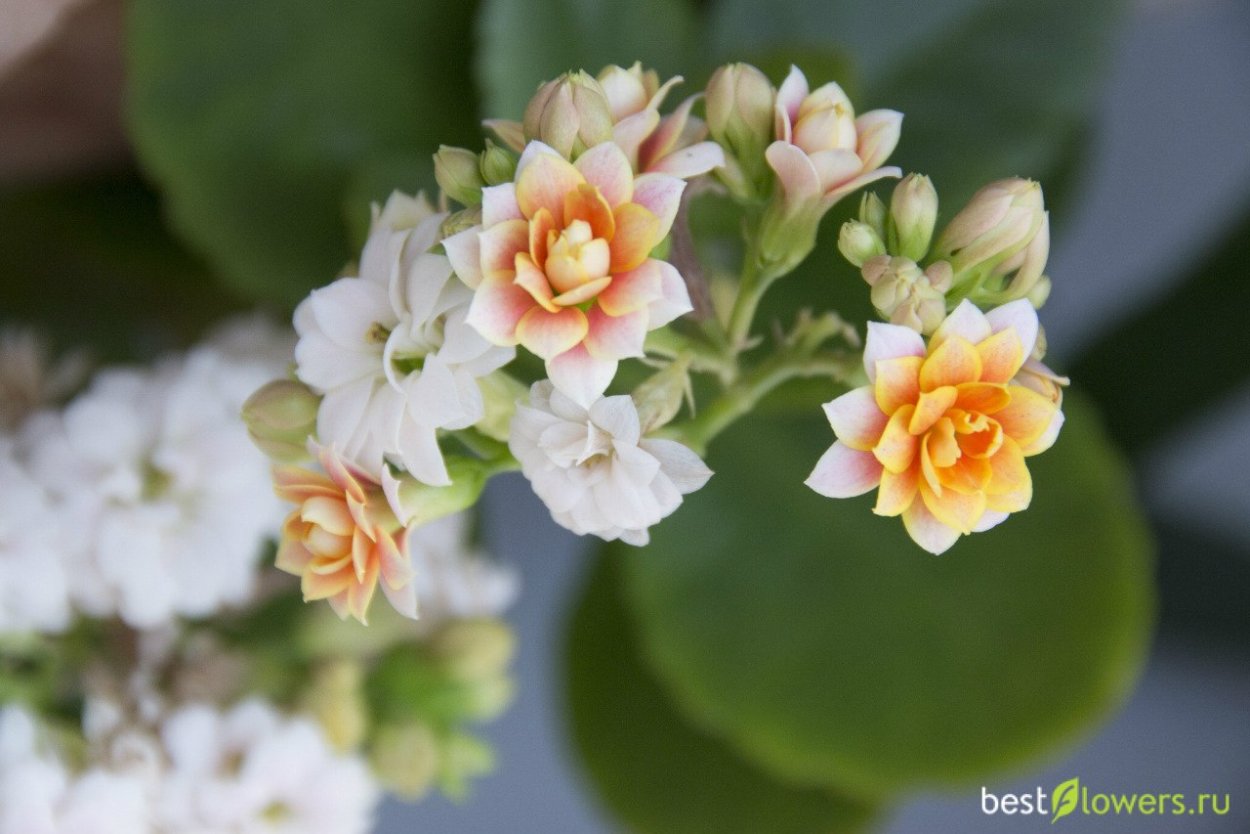 Каланхоэ герань