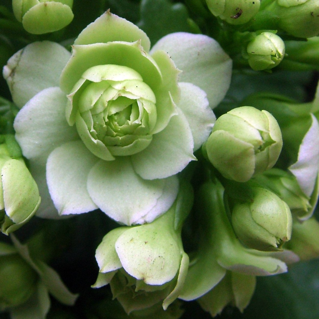 Каланхоэ Блоссфельда белая