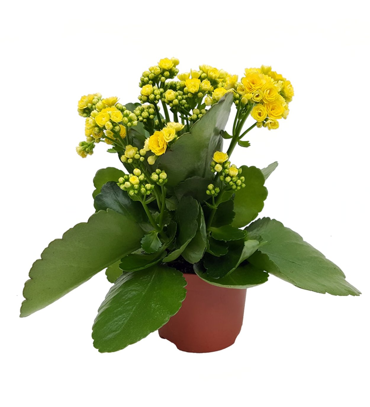 Каланхоэ каландива