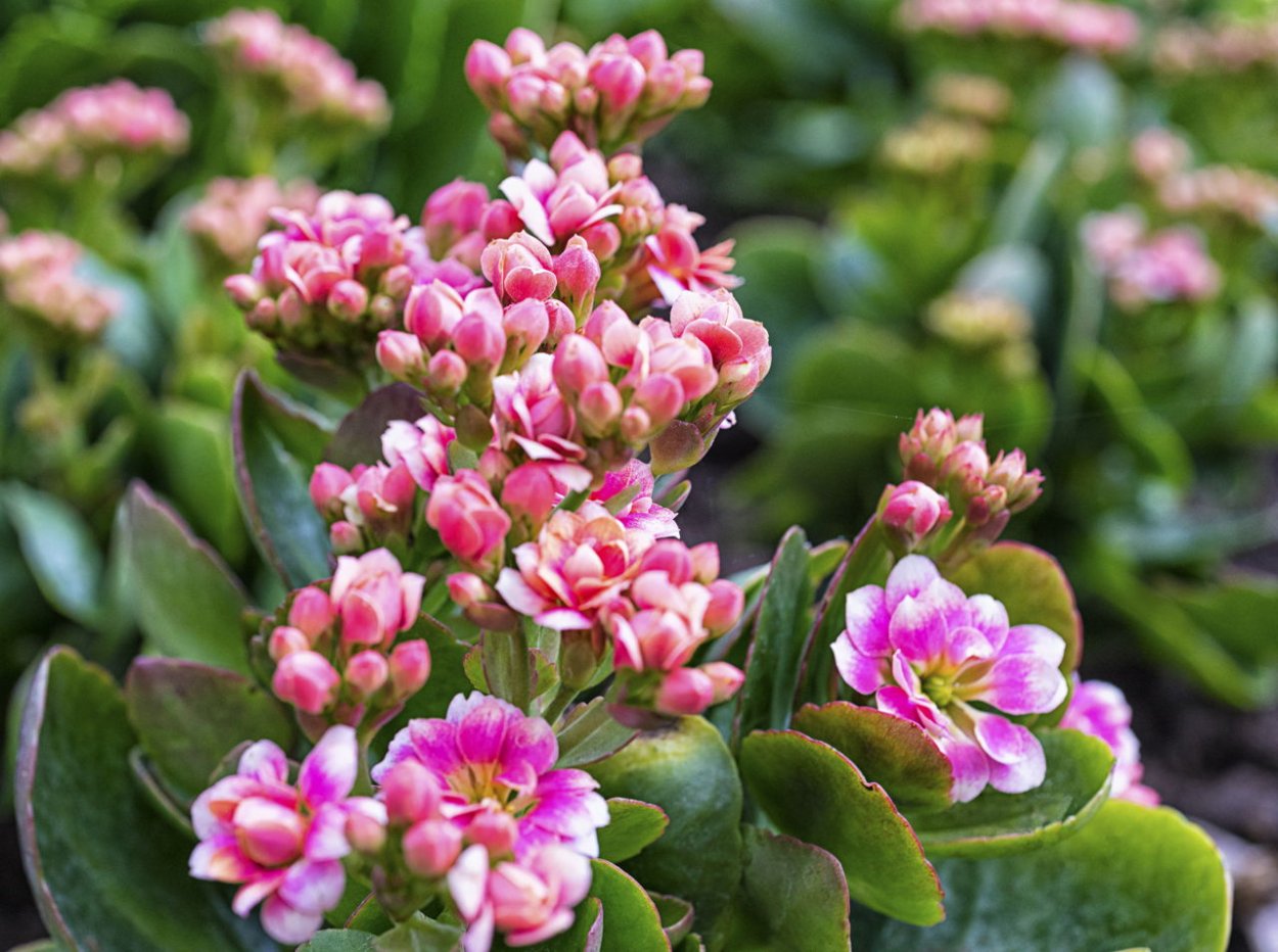 Каланхоэ Дороти