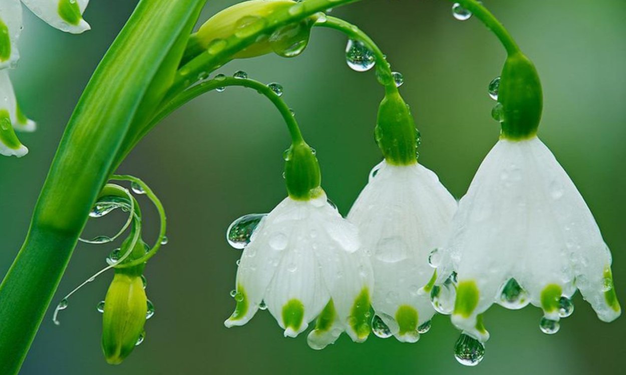 Подснежники с капельками росы