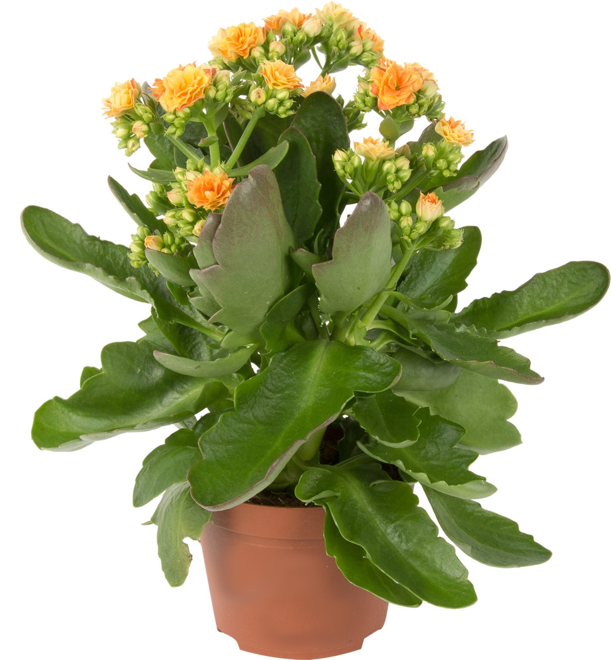 Девушка с каланхоэ