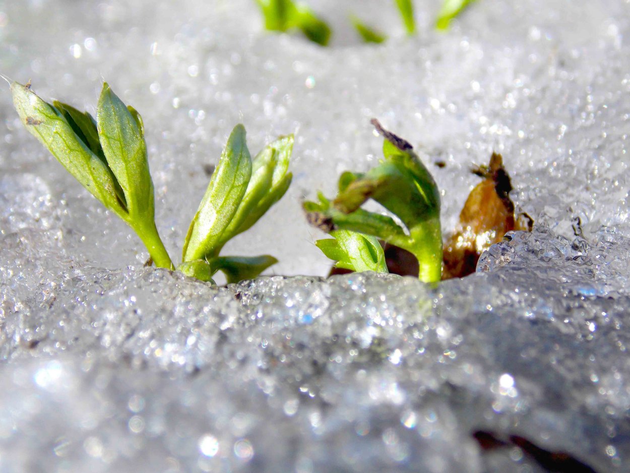 Признаки ранней весны