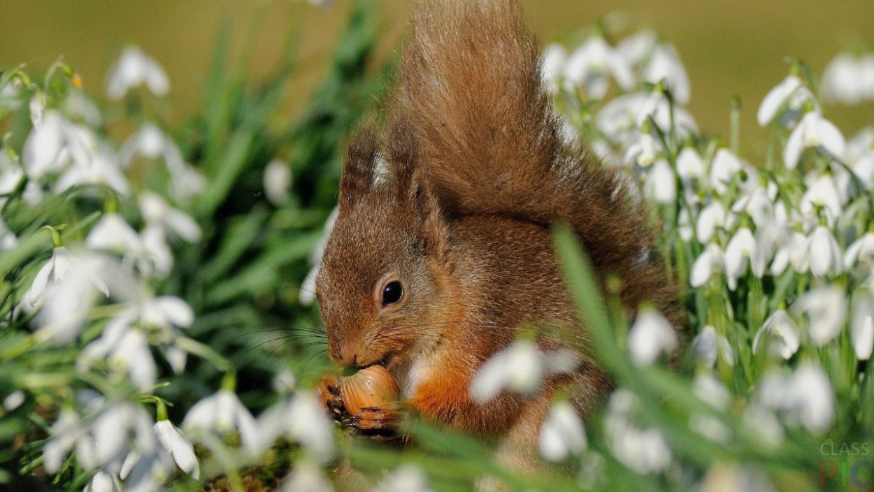 Весна животные